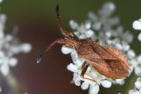 Coriomeris denticulatus