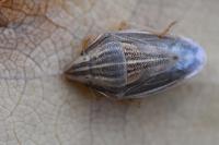 Aelia acuminata