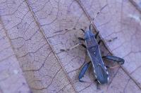 Camptopus lateralis