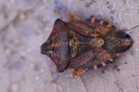 Carpocoris purpureipennis