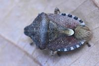 Dolycoris baccarum