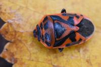 Eurydema ornata