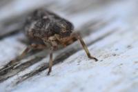 Issus coleoptratus