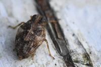 Issus coleoptratus