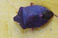Palomena prasina