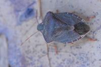 Palomena prasina