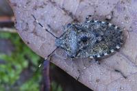 Rhaphigaster nebulosa