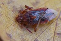 Stictopleurus abutilon