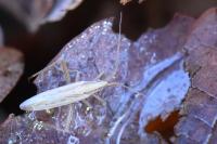 Stenodema laevigata