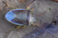 Piezodorus lituratus