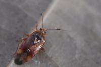 Lygus pratensis