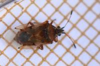Kleidocerys resedae