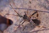 Leptoglossus occidentalis