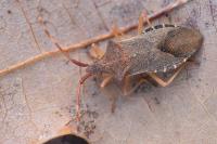 Gonocerus acuteangulatus