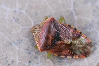 Elasmucha grisea