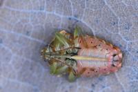 Elasmucha grisea