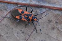 Corizus hyoscyami