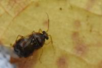Deraeocoris lutescens