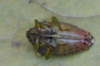 Elasmucha grisea