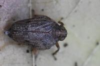 Issus coleoptratus