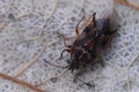 Kleidocerys resedae