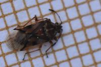 Kleidocerys resedae