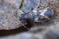 Oxycarenus modestus