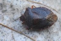 Palomena prasina