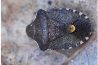 Peribalus strictus
