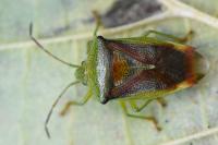 Elasmostethus interstinctus