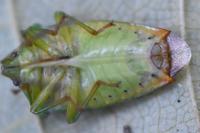 Elasmostethus interstinctus