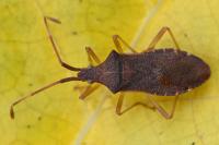 Gonocerus acuteangulatus