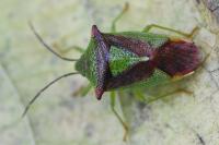 Acanthosoma haemorrhoidale