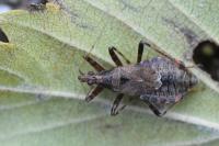 Himacerus apterus
