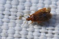 Cardiastethus fasciiventris