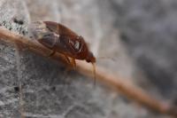 Cardiastethus fasciiventris