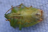 Elasmostethus minor