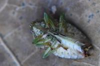 Elasmucha grisea