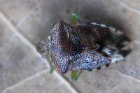 Elasmucha grisea