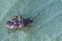 Oxycarenus modestus