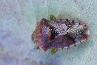 Elasmucha grisea