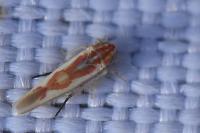 Zygina flammigera