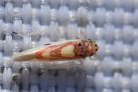 Zygina lunaris