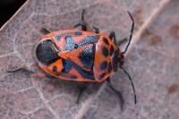 Eurydema ornata