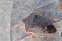 Palomena prasina