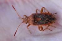 Stictopleurus abutilon