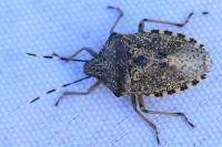 Rhaphigaster nebulosa