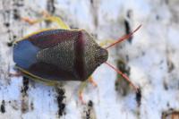 Piezodorus lituratus