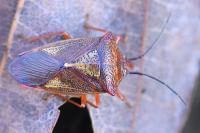Acanthosoma haemorrhoidale