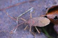 Gonocerus acuteangulatus